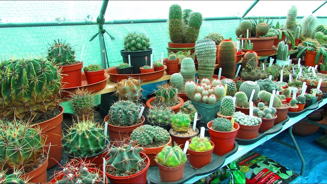Cacti & Succuent Polytunnel Re arranging for Winter & Cactus Tour