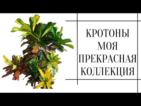 Video: Crotoni pügamisnõuanded – õppige krotoni taime kärpima