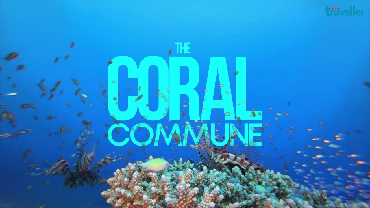 Coral group