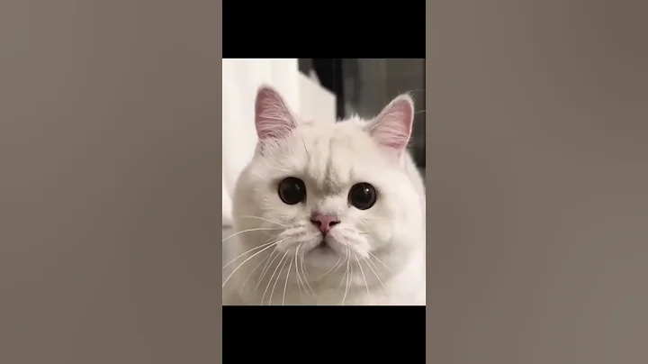 Watch the video about Meow and Mews marching of kittens and cats #cats #cute #funny 🐾😊🐾🦚