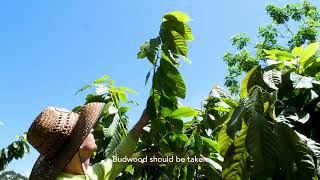 The Nursery Part 3: Grafting and Maintenance