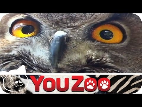 Owls Put to the Pet Test I Surrogate Family I Owls as Pets