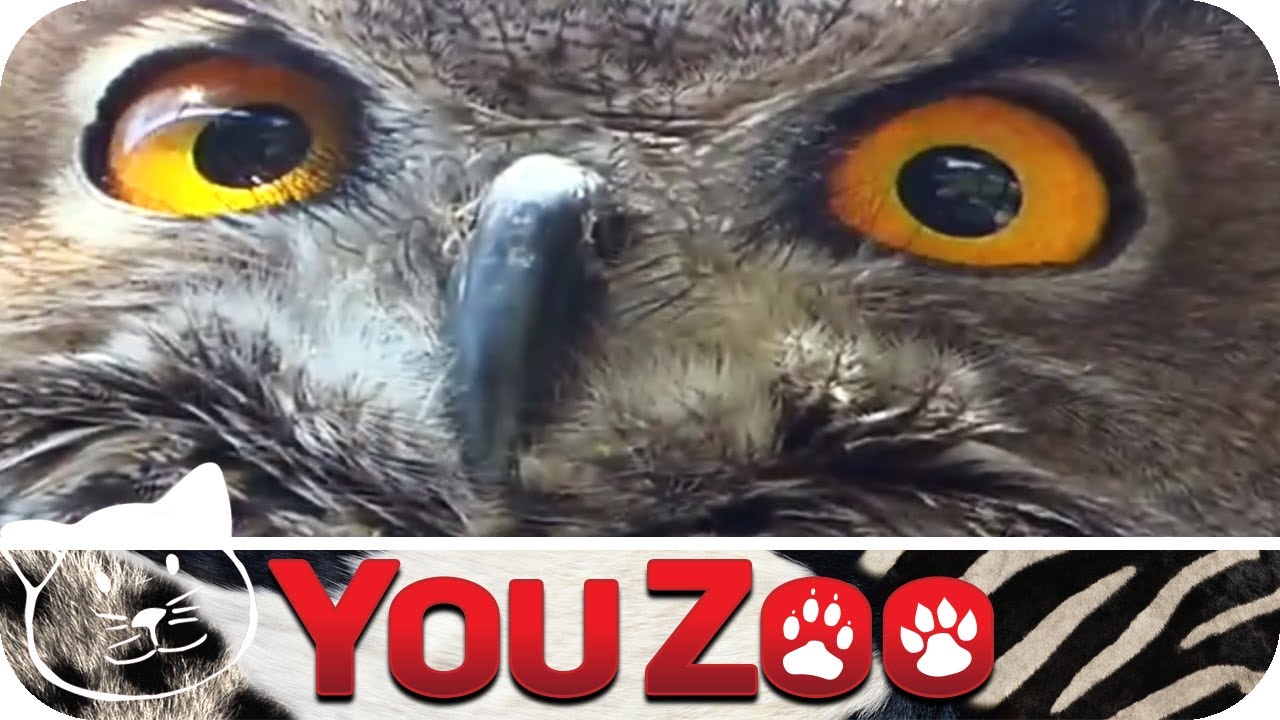 Eulen im Haustiertest I Ersatzfamilie I Eulen als Haustiere