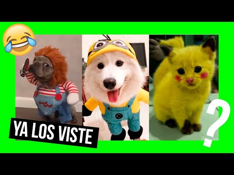 Video: Disfraces para mascotas