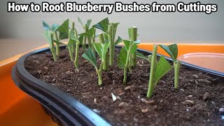 How to Root Blueberry Bushes from Cuttings