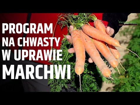 Wideo: Zastosowanie Agrotex Do Uprawy Marchwi