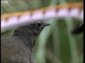 Attenborough: the amazing Lyre Bird sings like a chainsaw! Now in high quality - BBC Earth