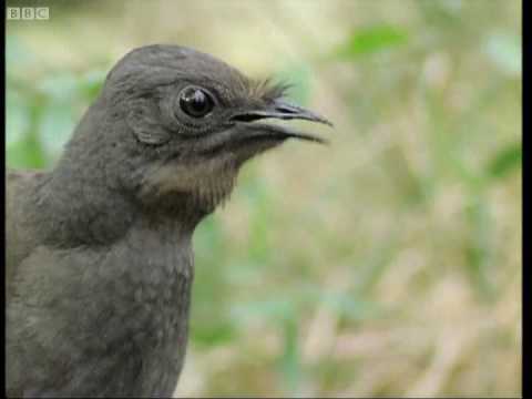 Video: Which Bird Sings With Its Tail