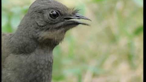 Attenborough: Burung Lyre yang menakjubkan bernyanyi seperti gergaji mesin! Kini dalam kualitas tinggi | BBC Earth