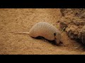 Giant Armadillo | The giant armadillo, also called tatou, ocarro and other names come