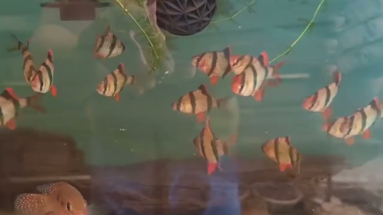 Beautiful Ornamental Fishes produced at JBM Aquayard