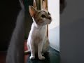 Funny Stupid Cat 🐱🐈❤ Cute Cat #MimoAquaVerse || Funny Cat Video