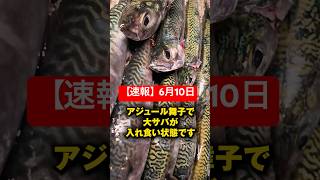 【速報】6月10日、アジュール舞子で大サバが入れ食い状態です　#shorts #short