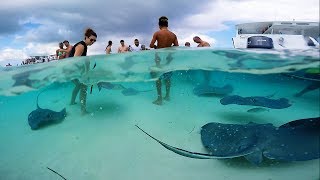 Grand Cayman  Stingray City Sandbar. GoPro HD