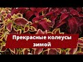 Как сохранить прекрасные КОЛЕУСЫ ЗИМОЙ? | Защита от вредителей и размножение черенками