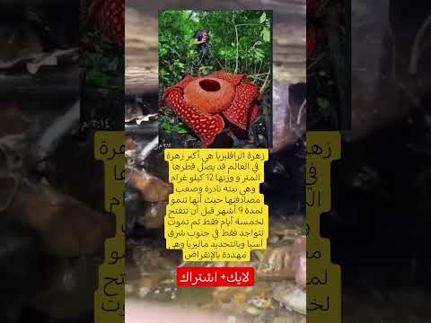 هل تعلم ان هذه زهرة الرافليزيا هي أكبر زهرة في العالم قد يصل قطرها المتر و وزنها 12 كيلو غرام وهي