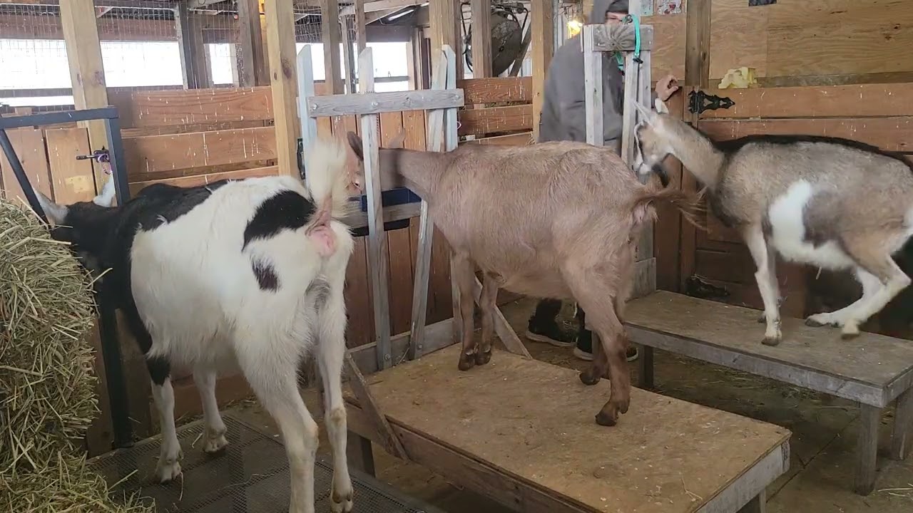 It's Baby Watching Time 2026