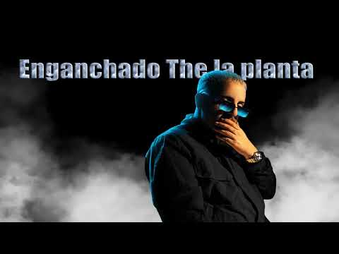 THE LA PLANTA: