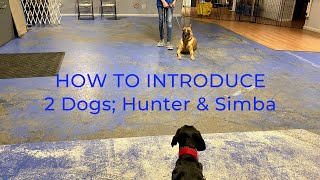 Introducing 2 Dogs; Hunter and Simba by Michael Burkey 243 views 4 years ago 7 minutes, 27 seconds