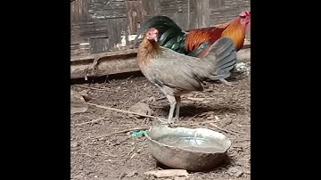 poj qaib dib seev dib tuaj zoo heev