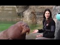 Training with Walruses Aku and Ginger