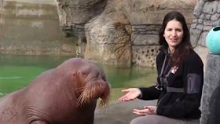 Training with Walruses Aku and Ginger