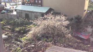 我們的梅樹開花了 咲いてるうちの梅の木