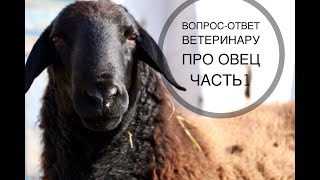 Про уколы, витамины, болезни овец.Ветеринар отвечает на Ваши вопросы ( часть 1)