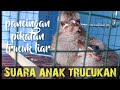 Suara Anak Burung Trucukan Pancingan Pikatan Trucukan Liar Mp3 - Mp4 Download