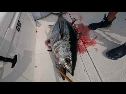 Bluefin Tuna Breaking Water to EAT LIVE BAIT - Most Expensive Fish in the World