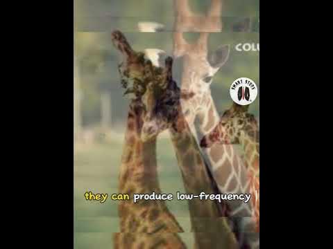 does Giraffes have no vocal chords 😳 | Smartstudyoffi #smarteducation #
