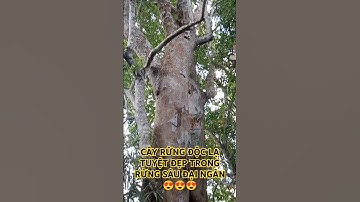 CÂY RỪNG ĐỘC LẠ QUÁ ĐẸP TRONG RỪNG SÂU ĐẠI NGÀN TÂY NGUYÊN.