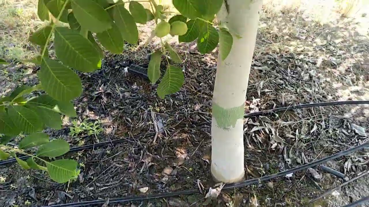 Καταστροφικά λάθη στήν διαχείριση της Καρυδιάς Τσάντλερ