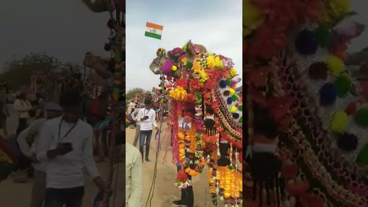 camel festival bikaner Rajasthan india 2022