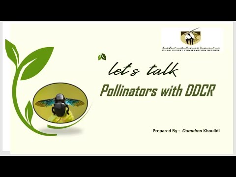 Webinar Let's Talk pollinators with DDCR by Oumaima Khouildi