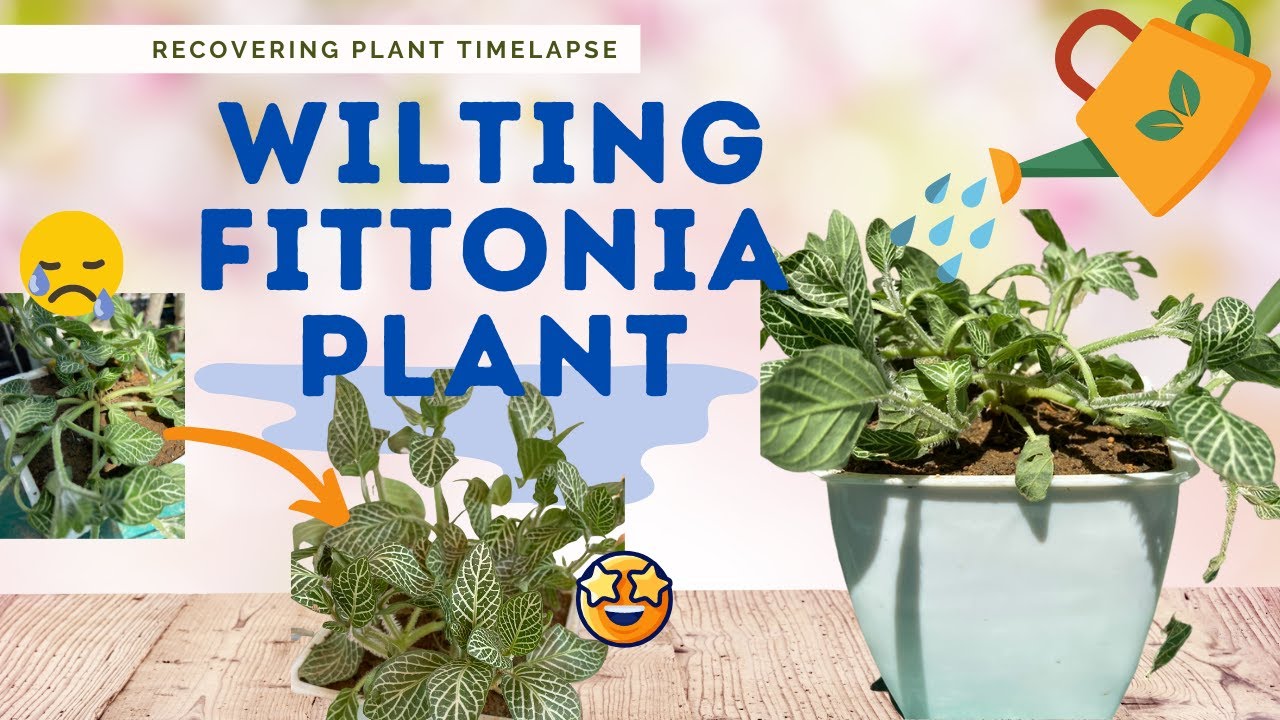 Wilted Fittonia Plant Recovery (Timelapse) YouTube