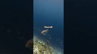 Deepest Fish Ever Found: A Snailfish Tale
