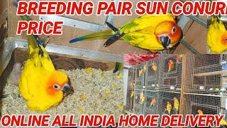 Sun Conure Breeding Pair Price // Sun Conure PRICE / Birds price update / online birds home delivery