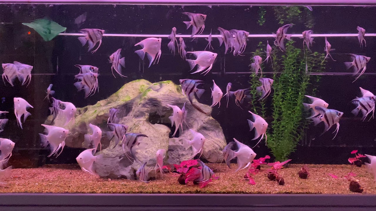 XXLDiskusTV Skalare Angel Fish YouTube