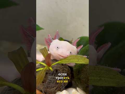 Получит ли аксолотль ожог от прикосновений? Отвечаю на вопросы❤️ #аксолотль #axolotl