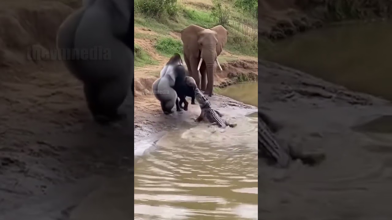 Gorilla Saves Baby Elephant from Crocodile!