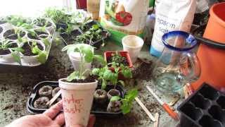 Transplanting Your Peat Pellet Tomato Seedling into Cups: 3-4 Inches - MFG 2014