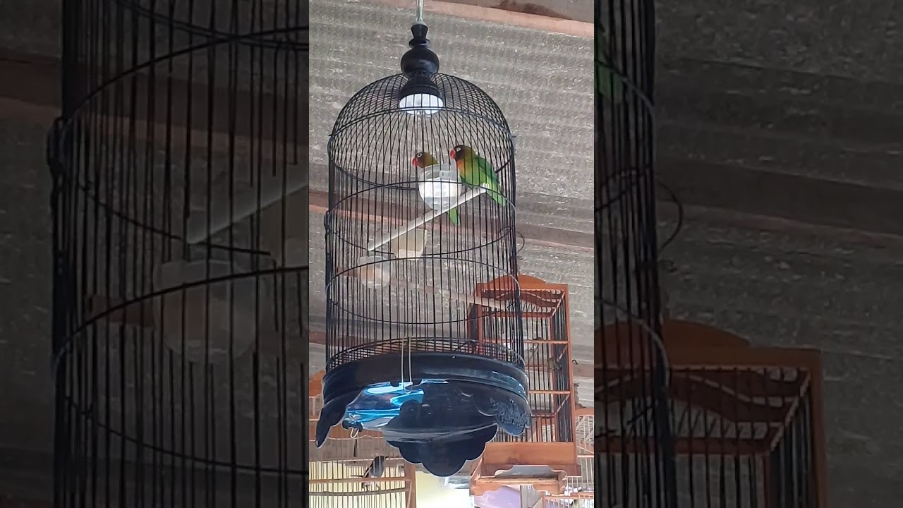 Lovebird baby prospek ekek panjang 
