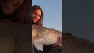 Giant redfish in inches of water redfish bigfish fishing