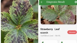 LeafGuard - AI-Powered Offline Plant Disease Identification & Diagnosis(ASTU) screenshot 3