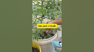 Tại sao Trichoderma Humic SFARM phòng ngừa nấm bệnh vượt trội?  #đặnggiatrang  #sfarm #trichoderma