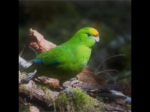 Yellow-crowned parakeets