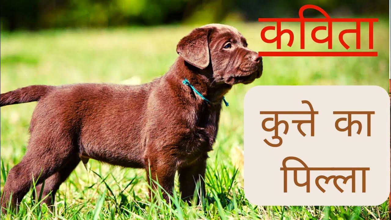 коричневые собачки. лабрадор длинношерстный шоколадный. коричневые собачки. толлер метис. лабрадор щеночек шоколадный.