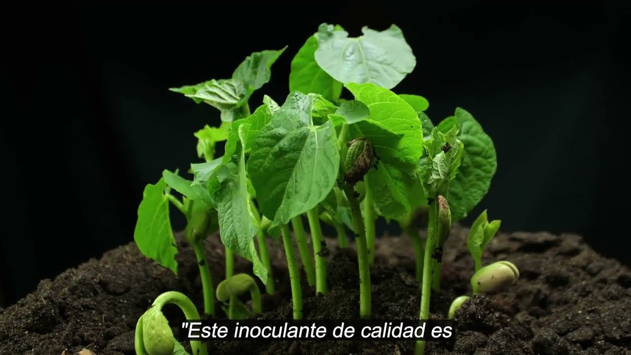 Video introductorio de DYNOMYCO (ESP)