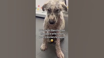 stay for 10secs help save this puppy or write random words to be a hero for puppies 🥹.#usa #rescue